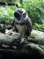 /album/palestras-de-%22falcoaria%2c-manejo-e-conserva%c3%a7%c3%a3o-das-aves-de-rapina%22-e-%22manejo-de-pregui%c3%a7as-em-condi%c3%a7%c3%b5es-artificias%22-/a251858-4304089084270-1465570517-n-jpg1/
